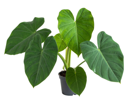 Lush green plant with large heart-shaped leaves in a black pot, on black background