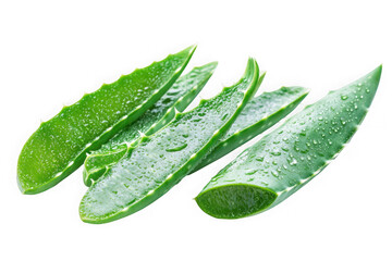 Fresh aloe vera leaves with water droplets on black background leaf green