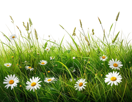 Close-up of vibrant green grass with white daisies, black background