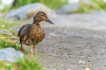 A duck female stands on its paws on the green shore of a pond.