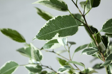 Close-up of patterned benjamin leaves.