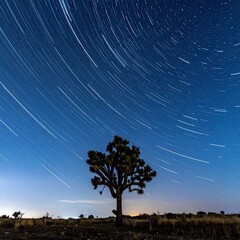 Joshua Tree silhouette under swirling star trails at night