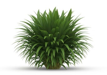 Fototapeta premium Lush green ornamental plant with spiky leaves on a white background