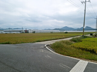 This is a rice paddy landscape in the Korean countryside.