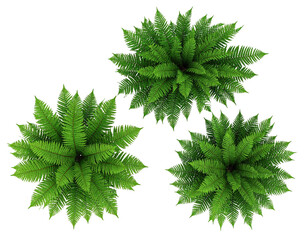 Overhead shot of three vibrant green, bushy, fractal-like plants on black