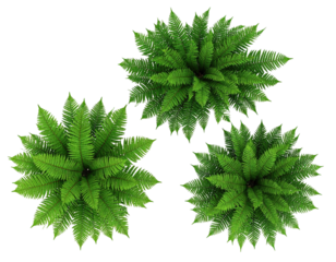 Overhead shot of three vibrant green, bushy, fractal-like plants on black