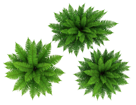 Overhead shot of three vibrant green, bushy, fractal-like plants on black - Powered by Adobe