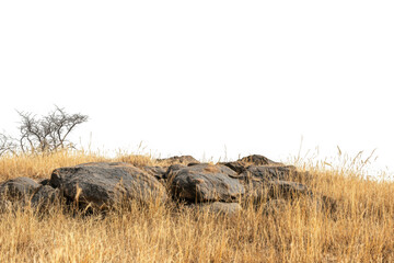 Dry savanna grass rocks and isolated tree silhouette on black background straw