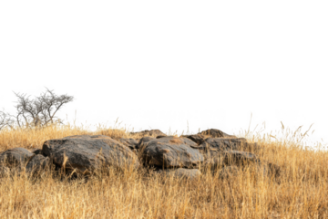 Dry savanna grass rocks and isolated tree silhouette on black background straw