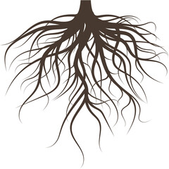 Brown Tree Roots Spreading Outward on a White Transparent Background Showing Growth and Structure