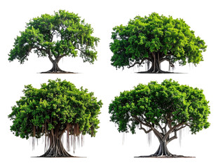 Four isolated tropical trees, lush green foliage, large trunks, aerial roots, black background