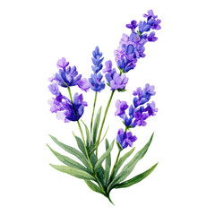 Fototapeta premium Beautiful watercolor painting of lavender flowers with green leaves isolated on transparent background