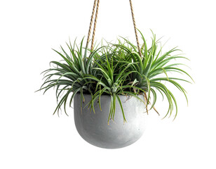 A round gray hanging planter holds spiky, green plants with cord supports