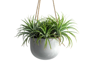 A round gray hanging planter holds spiky, green plants with cord supports