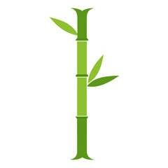 bamboo isolated on white background