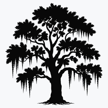 Majestic silhouette of southern live oak tree adorned with hanging Spanish moss, isolated on white background, elegant nature illustration for landscape, botanical, and outdoor design projects.
