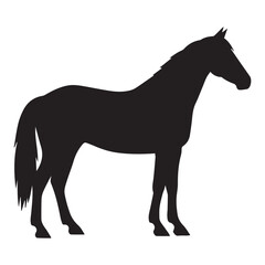 Obraz premium Standing Horse Silhouette animal mammal