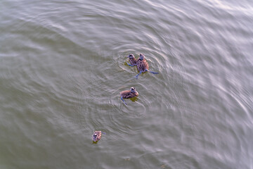 The waterfowl bird, great crested grebe with chick, swimming in the lake.