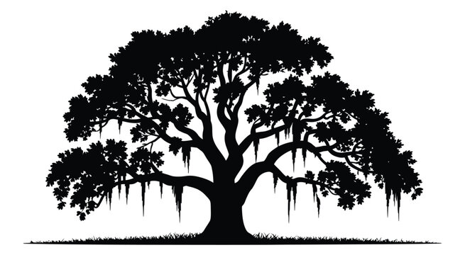 Majestic southern live oak tree silhouette with Spanish moss clinging to branches, isolated on white background, elegant nature illustration for landscape, botanical, and outdoor design projects.