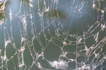 The spider web (cobweb) closeup background.