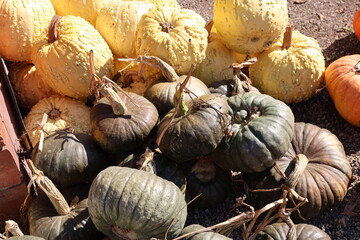 green and white pumpkins