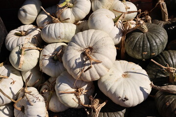 white pumpkins
