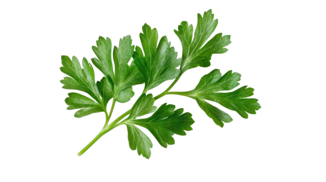Fresh green parsley herb with vibrant leaves, aromatic culinary ingredient used for garnish and flavor, isolated on white background
