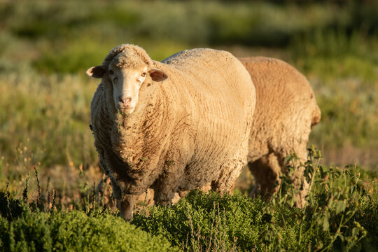 Merino sheep in native pasture