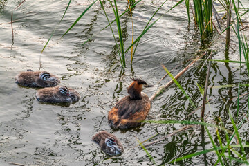 The waterfowl bird, great crested grebe with chick, swimming in the lake.