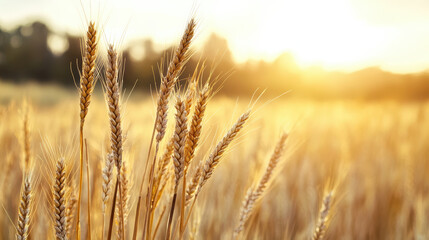 Fototapeta premium Golden wheat field under warm sunset glow, creating tranquil and cinematic atmosphere. scene captures essence of autumn with high fidelity, evoking sense of peace