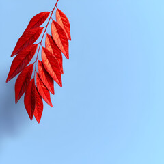 Vibrant red leaves against a soft blue backdrop, showcasing nature's beauty and the changing seasons.
