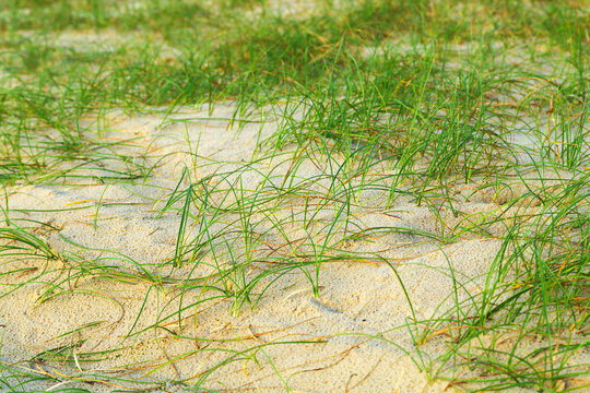 Dune grass on K'gari Fraser Island, Queensland.