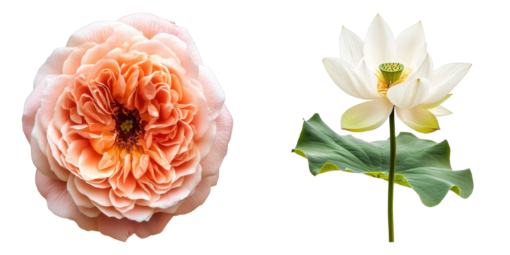 A close-up view of a peach rose next to a white lotus flower, showcasing their delicate beauty