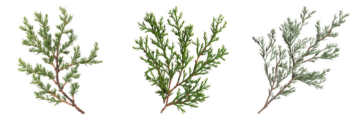 Fototapeta premium Collection of three distinct plant branch with green leaves, captured close-up, illustrating their textures and forms. The vibrant green of the leaves provides a strong visual contrast. 