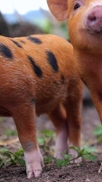 Two adorable ginger and spotted kunekune piglets sniffing and searching for food on the muddy ground of a rural farm, showcasing their curious nature and distinctive colorful coats