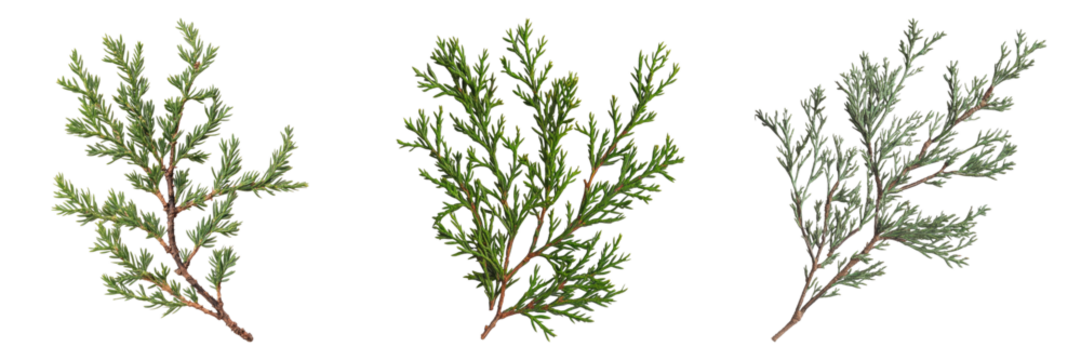 Collection of three distinct plant branch with green leaves, captured close-up, illustrating their textures and forms. The vibrant green of the leaves provides a strong visual contrast. 