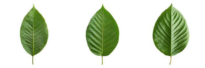 Obraz premium Three vibrant green leaves, showcasing their intricate textures and veins against a plain backdrop. The leaves exhibit a natural and organic aesthetic.