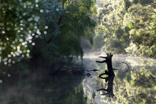 Fog on the Warren River, Western Australia.
