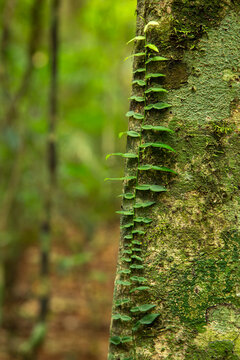 Vine and lichen on tree trunk.