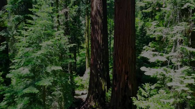 Beautiful magical sunrise in the forest. 4K cinematic footage of a lush green forest in the early morning, with long tree shadows and warm sunlight shining through the foliage