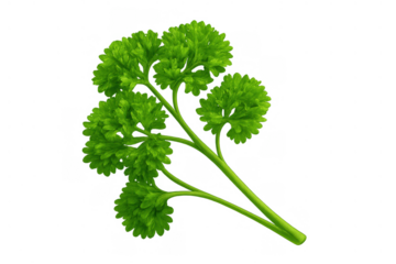 Fresh green curly parsley sprig vector illustration, culinary herb ingredient for cooking and food garnishing