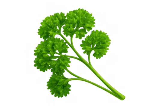 Fresh green curly parsley sprig vector illustration, culinary herb ingredient for cooking and food garnishing