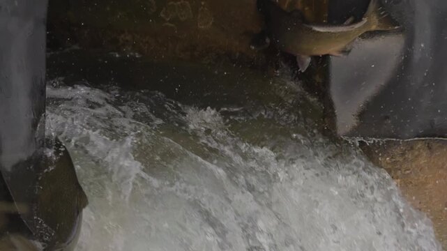 Salmon leaping upstream a waterfall showcasing nature's determination