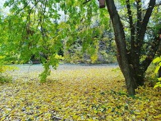 Autumn grove, clearing, with a multi-trunked tree on the right, whose branches hang down to the ground, still with green leaves, the ground covered with fallen yellow leaves