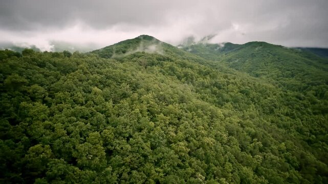 Cinematic aerial glide above a soft, mist-covered valley in the Smokies.