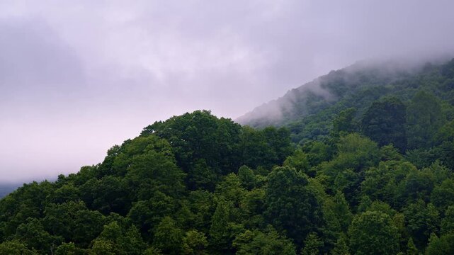 Aerial cinematic drift over a peaceful valley veiled in fog.