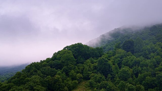 Cinematic aerial sweep of a fog-blanketed valley deep in the Smokies.
