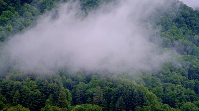 Drone shot cruising above a serene Smoky Mountain valley cloaked in mist.