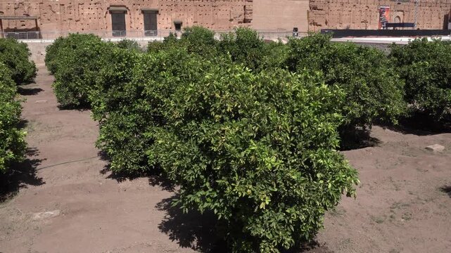 Several miniature trees are lined up, giving a beautiful perspective. In the background, we see Moroccan architecture.