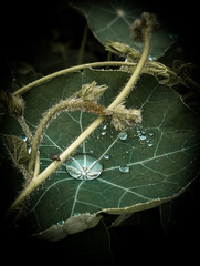 caterpillar on a black background Rain drops water dew on green leaves macro nature photography 